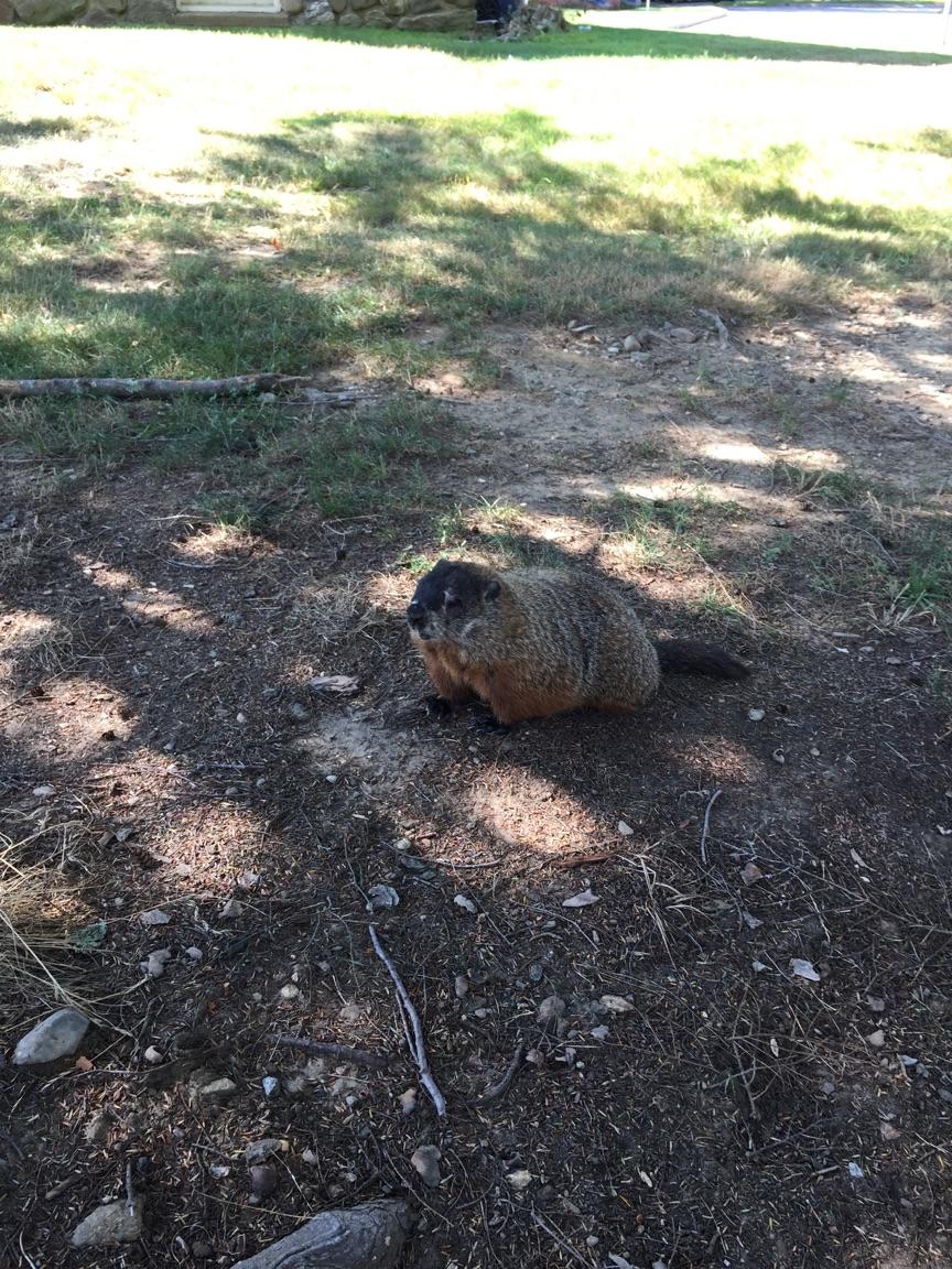 A groundhog enjoying some afternoon sunshine.