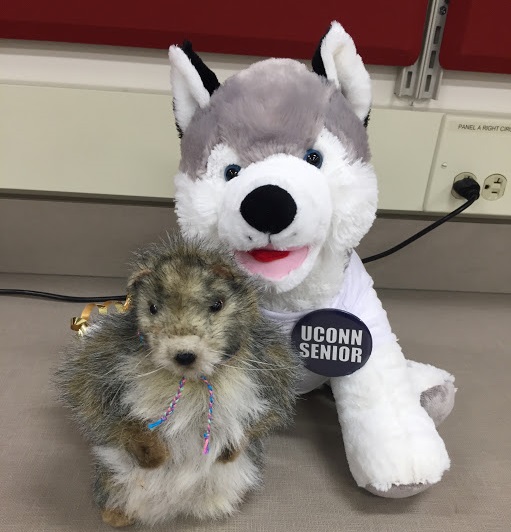 Annabelle the lab mascot woodchuck posing with a stuffed Husky.